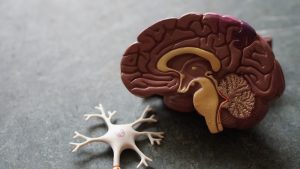 Brain neuroscience and cognition in learning