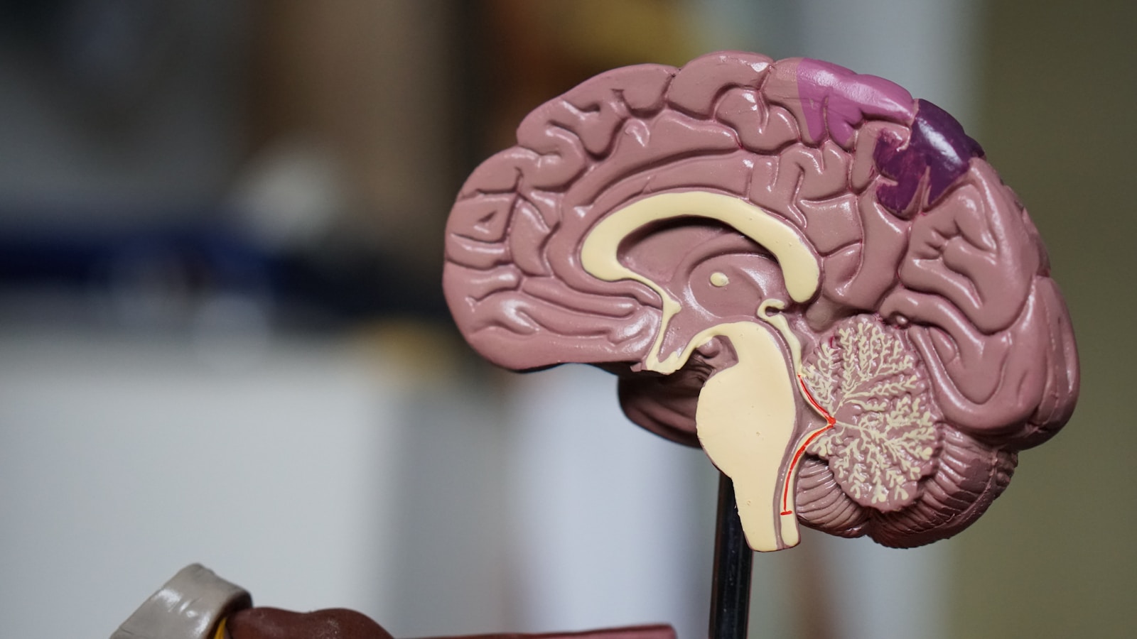 An abstract representation of mental calculation and number intuition